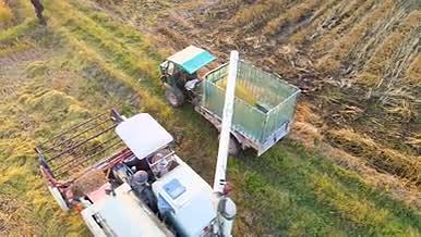 4K航拍稻谷丰收粮食农民装车运送视频的预览图